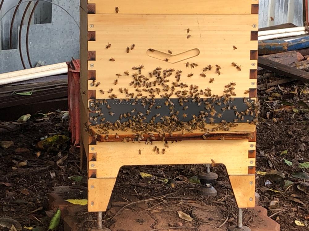 Base & Stand – Flow Hive 2+ - Customer Photo From Calvin Brinsmead