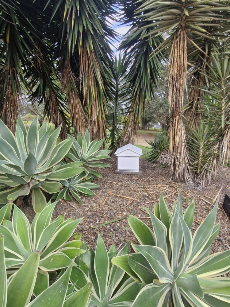 Flow Hive Classic - Customer Photo From Sabrina Bate