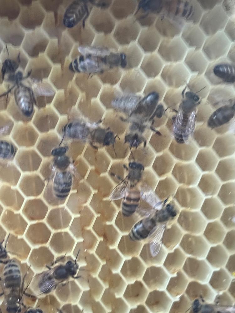 Brood Box – Flow Hive 2+ - Customer Photo From Amet Selman