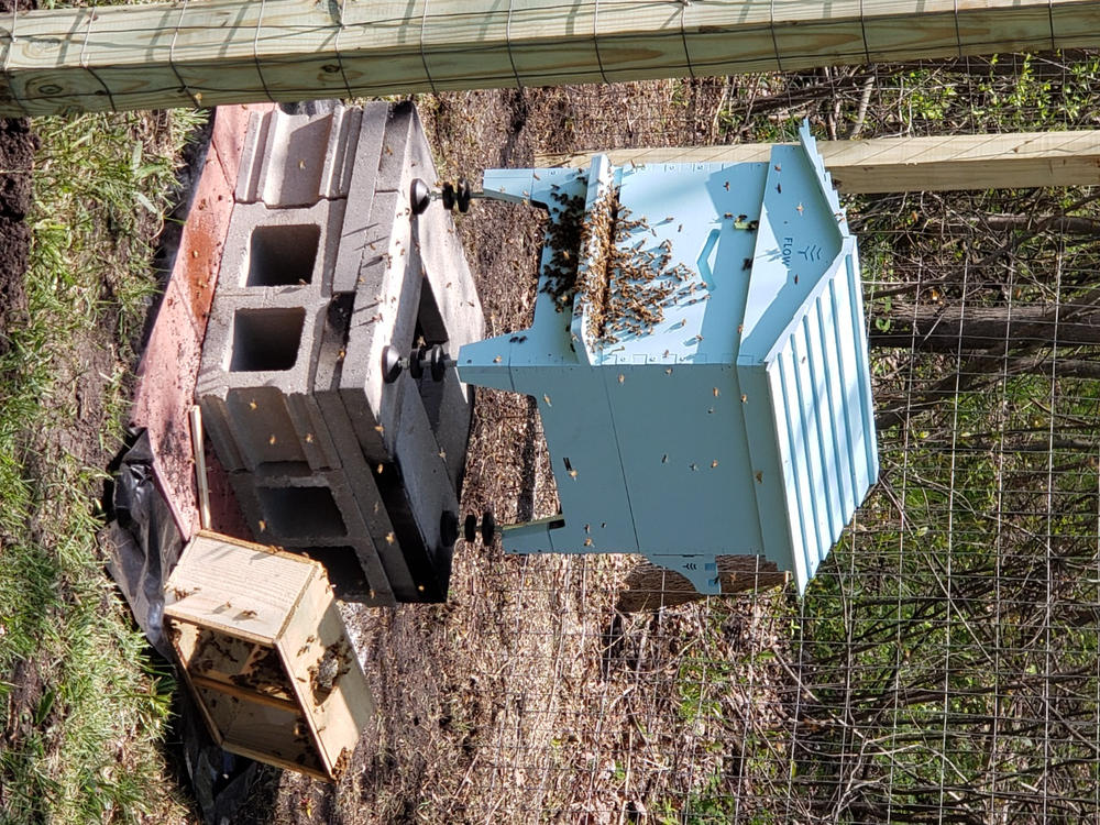 Flow Hive 2 - Customer Photo From Pamela Donegan