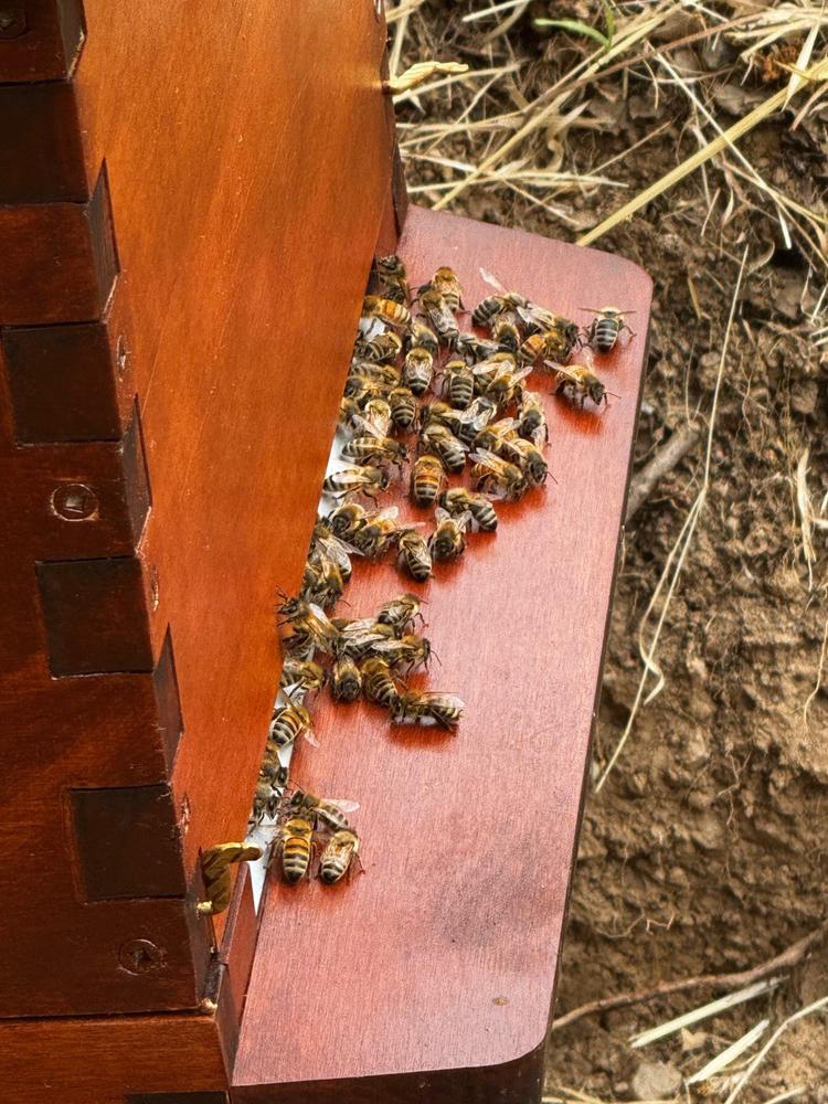 Flow Hive 2 - Customer Photo From Mike Metcalfe