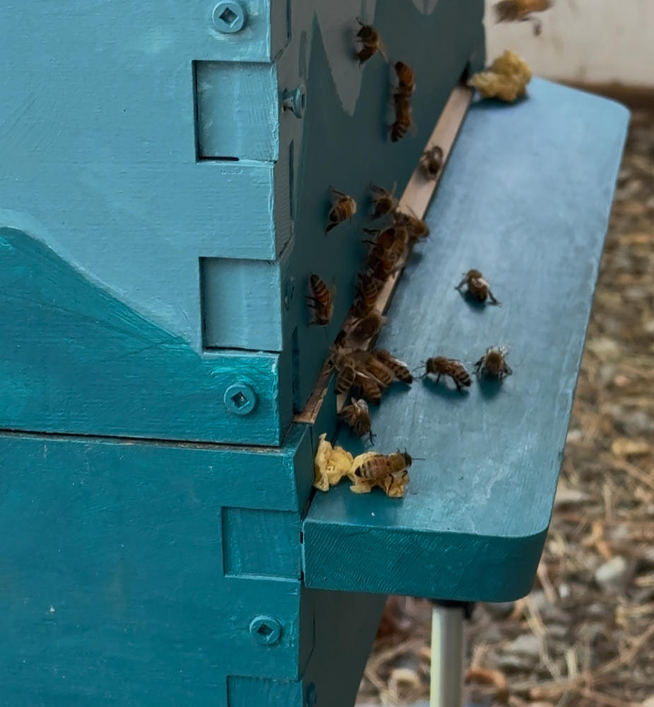 Foundationless Brood Frames - Customer Photo From ALISON FORRESTER