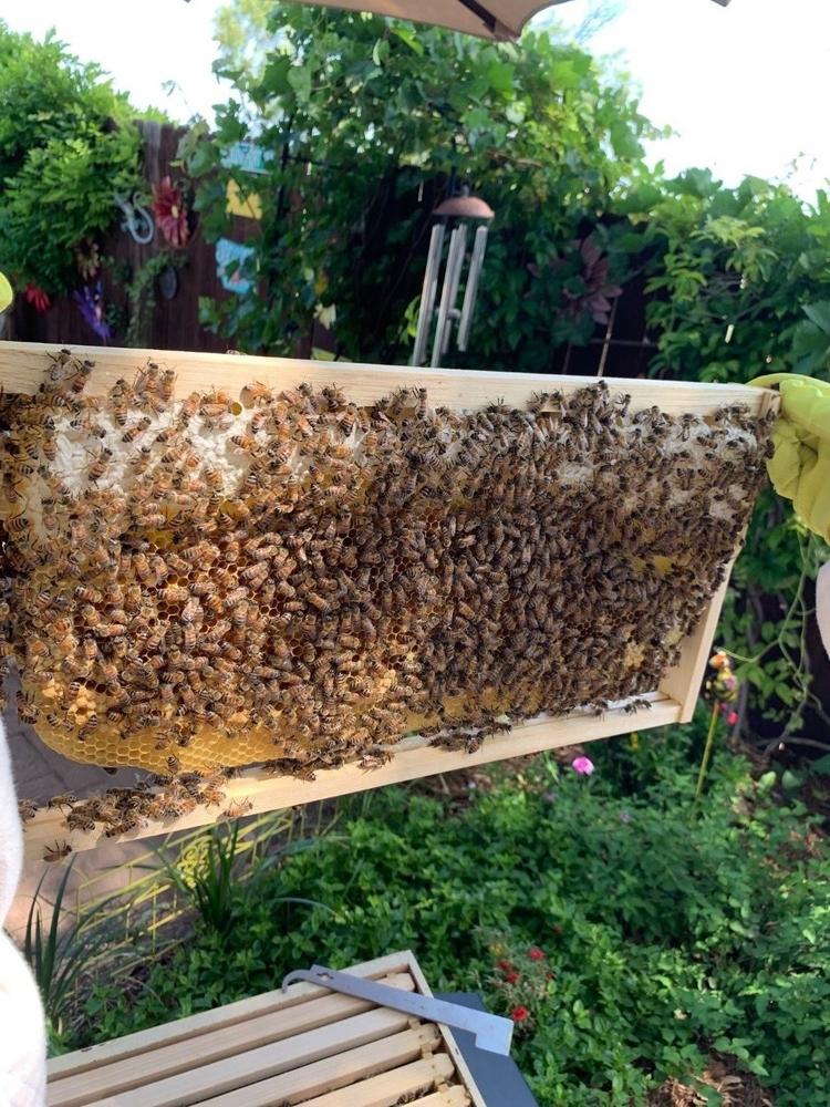 Brood Box – Flow Hive 2+ - Customer Photo From Mary Ann Pape