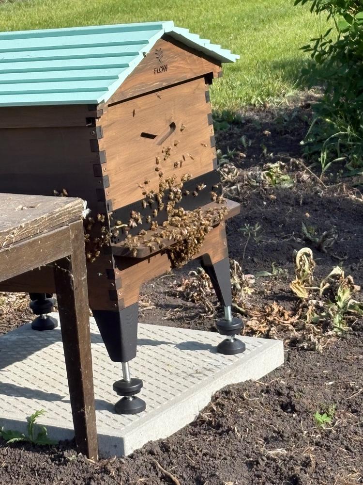 Flow Hive 2+ - Customer Photo From Shantelle Penner