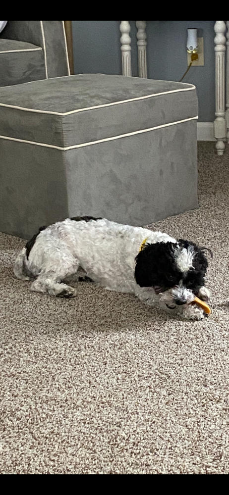 Gold Yak Chews for Small Dogs (4 - 16 sticks) - Customer Photo From Patricia A Mikecin