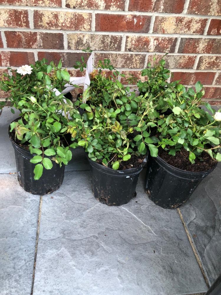 White Drift® Rose Bush - Customer Photo From Leanne