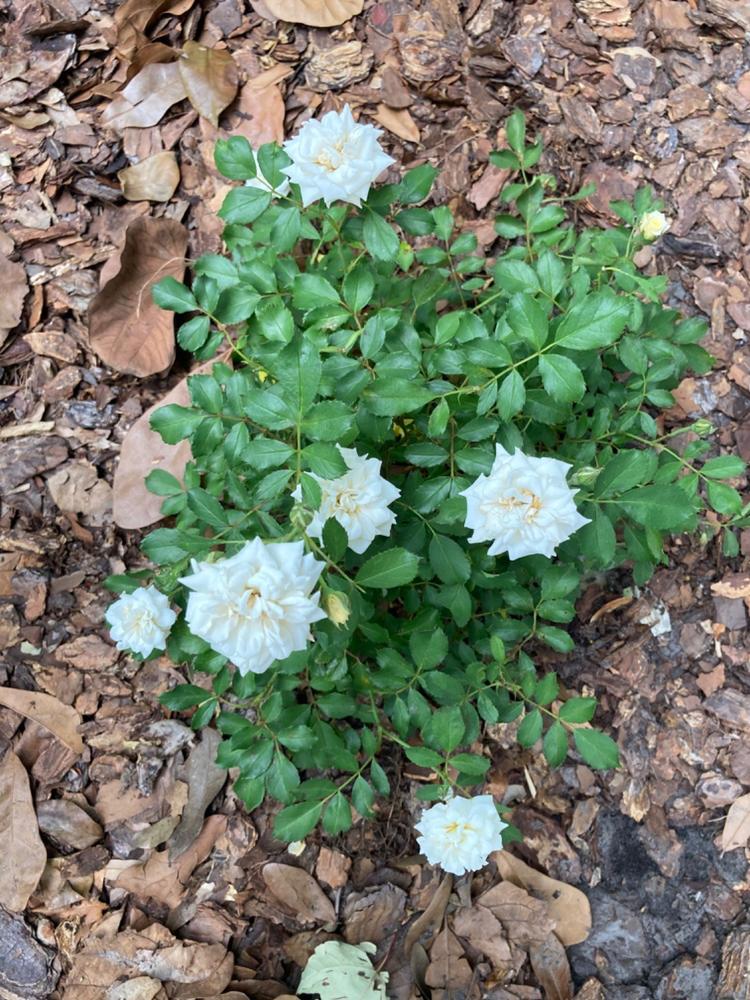 White Drift® Rose Bush - Customer Photo From Anonymous