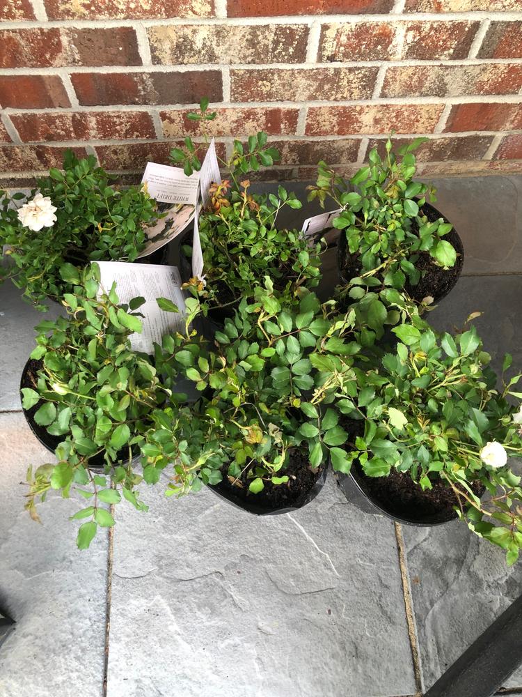 White Drift® Rose Bush - Customer Photo From Leanne