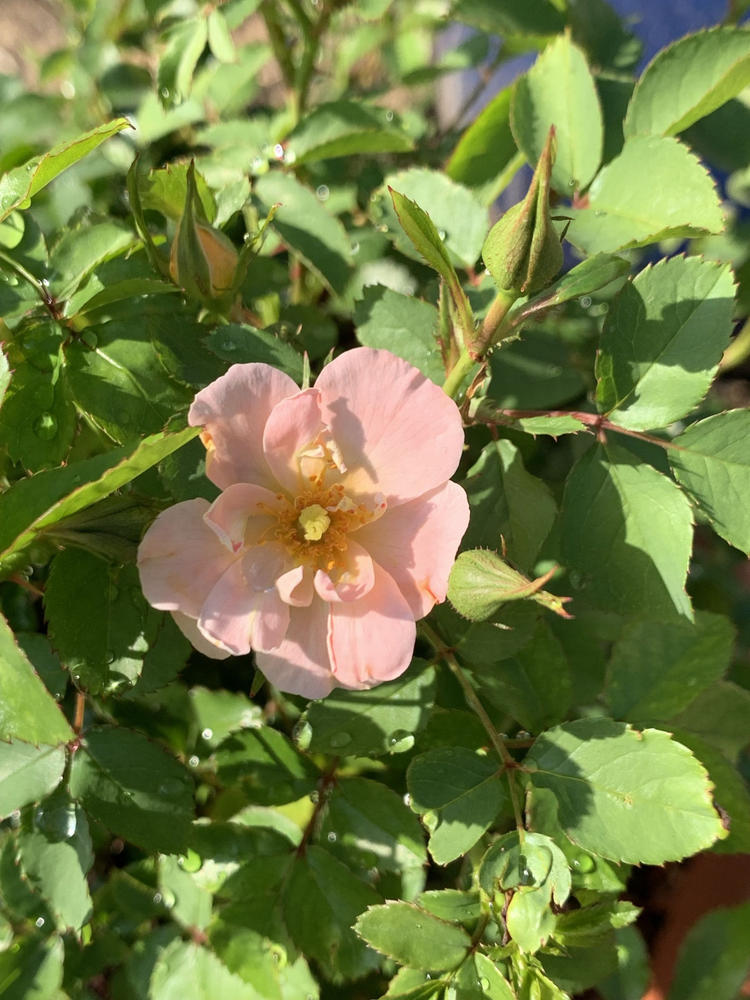 Peach Drift® Rose Bush - Customer Photo From Anonymous