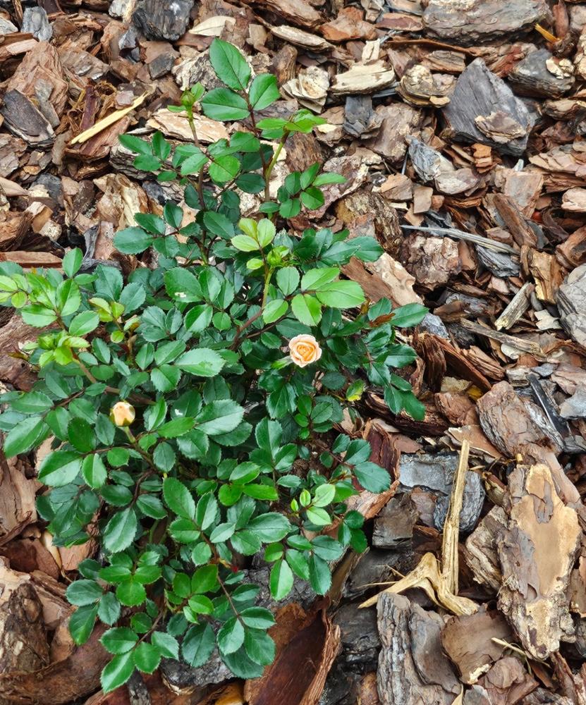 Apricot Drift® Rose Bush - Customer Photo From Anonymous
