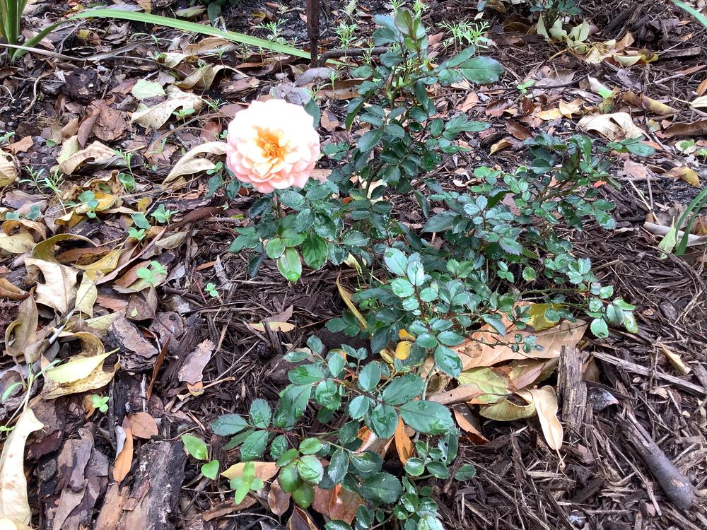 Apricot Drift® Rose Bush - Customer Photo From Suellen