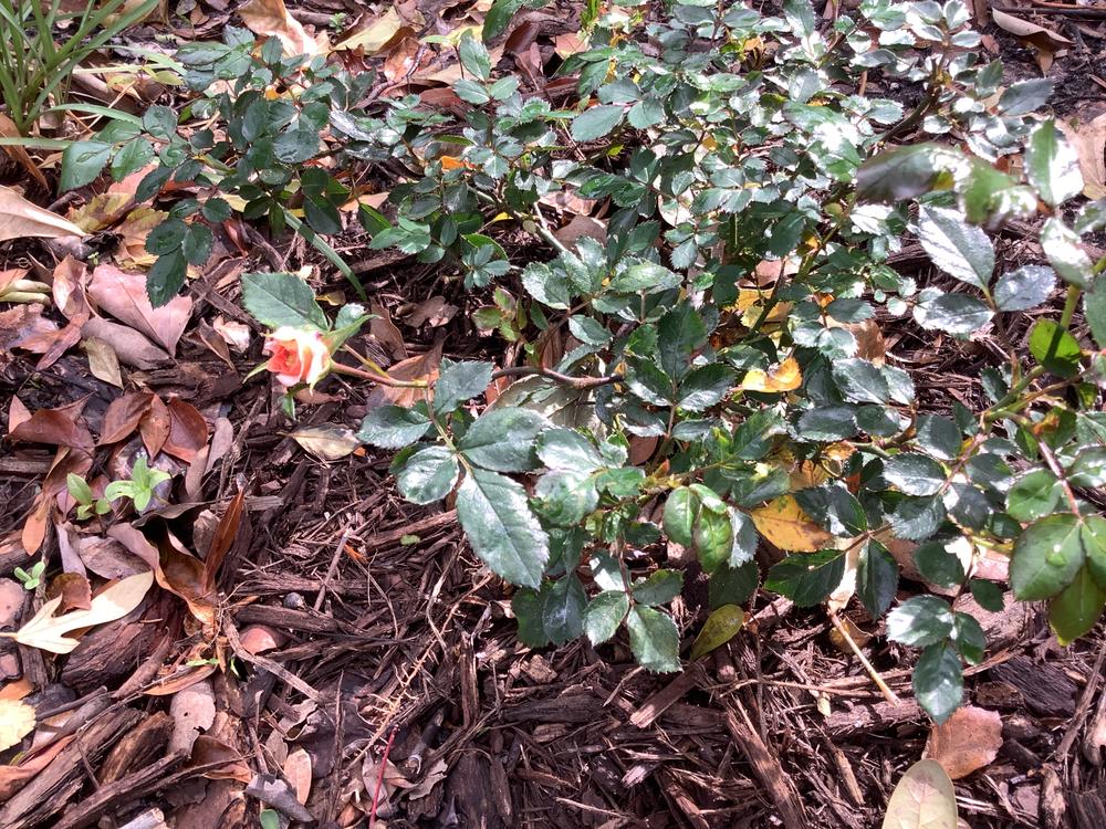 Apricot Drift® Rose Bush - Customer Photo From Suellen