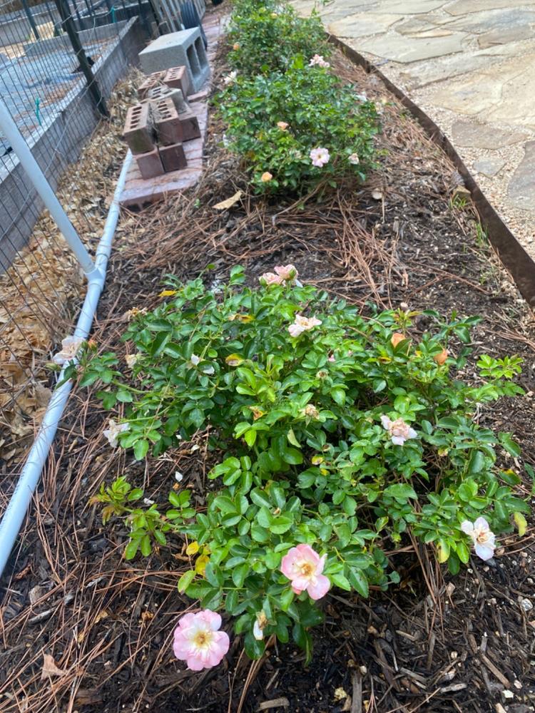 Sweet Drift® Rose Bush - Customer Photo From Lorena Turner