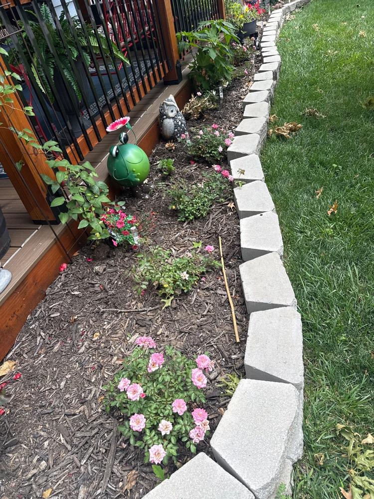 Sweet Drift® Rose Bush - Customer Photo From Nita Pridgen