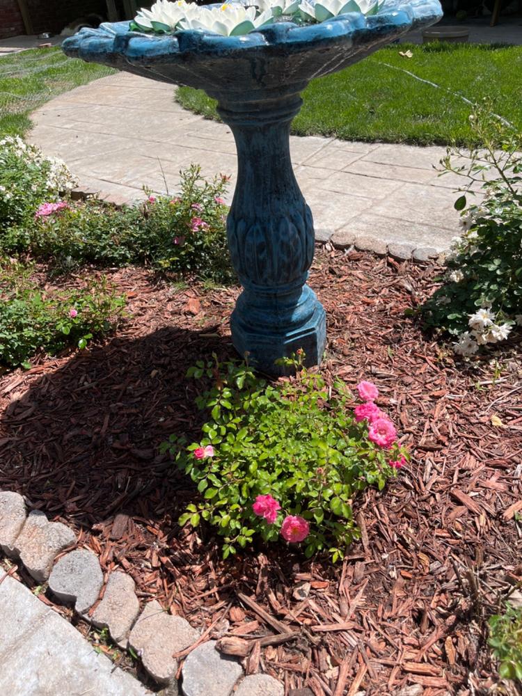 Sweet Drift® Rose Bush - Customer Photo From Karen Roby