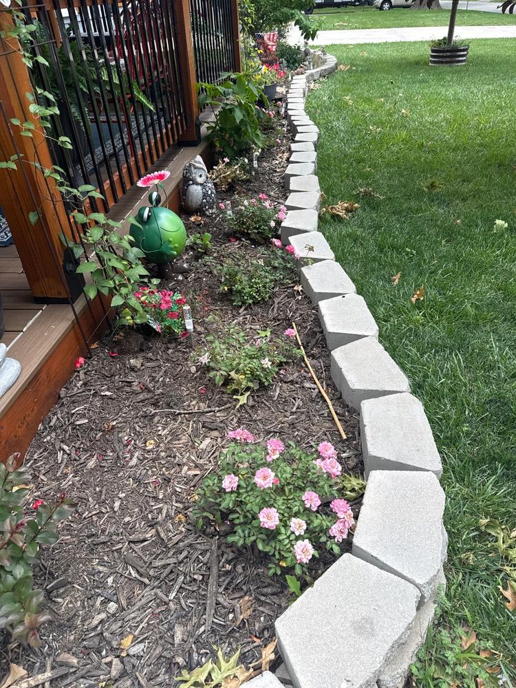 Sweet Drift® Rose Bush - Customer Photo From Nita Pridgen