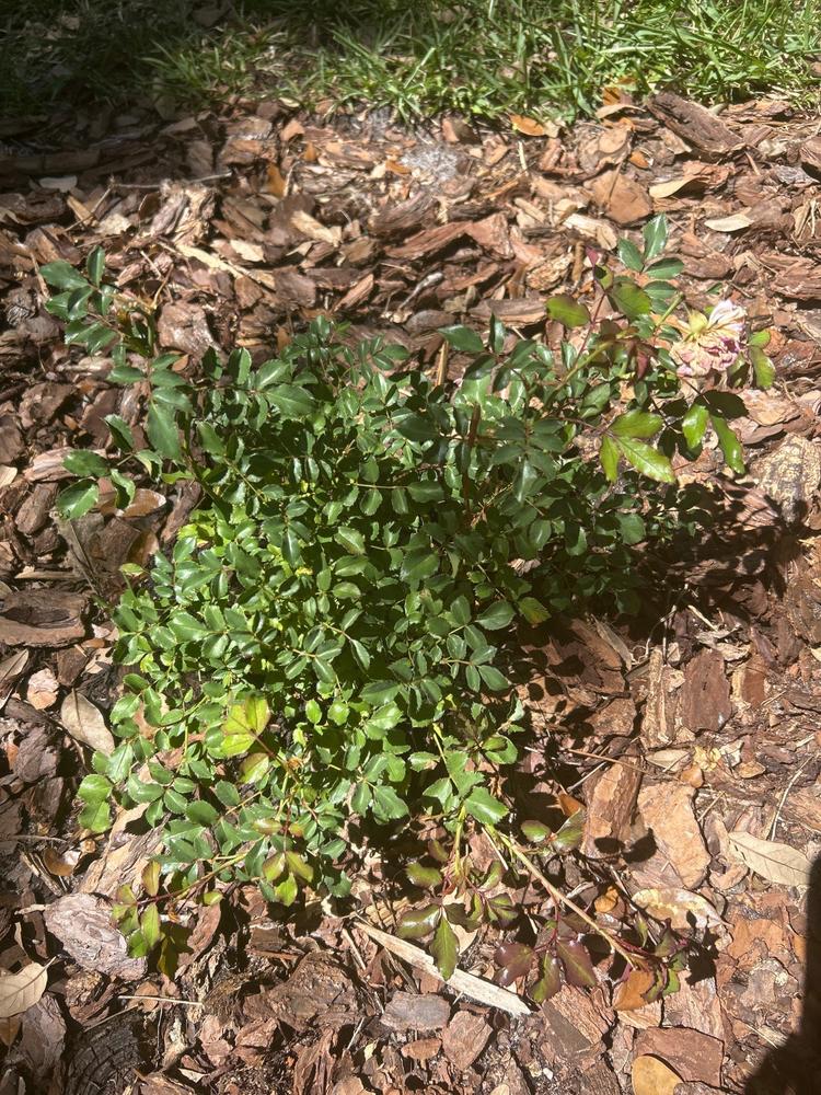 Sweet Drift® Rose Bush - Customer Photo From Carmen Gomez