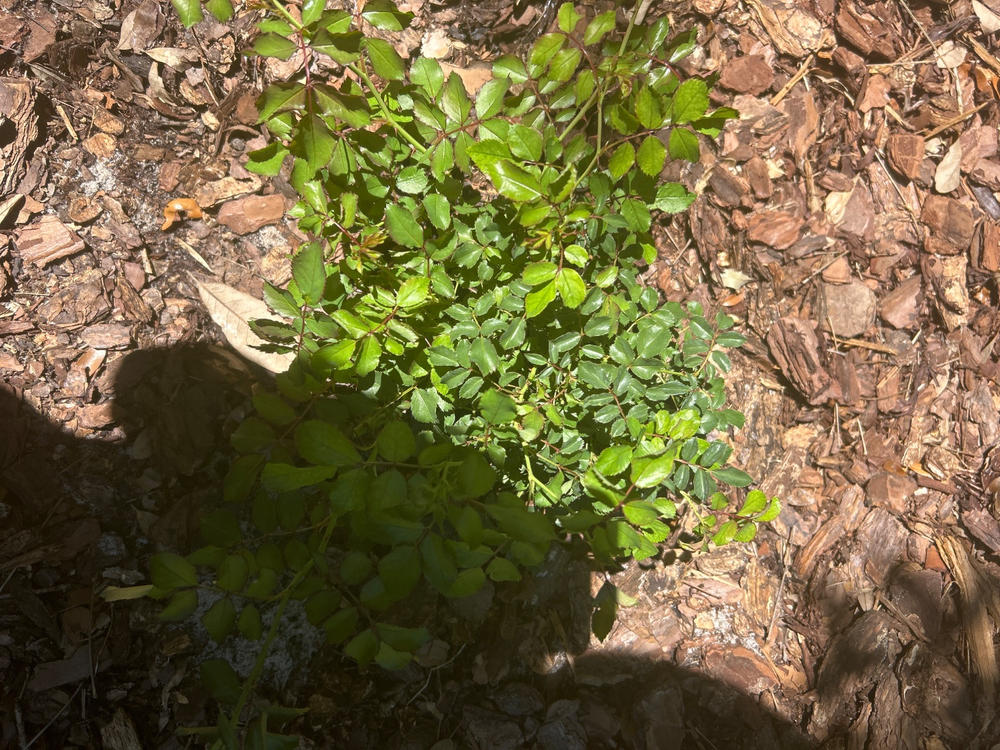Sweet Drift® Rose Bush - Customer Photo From Carmen Gomez