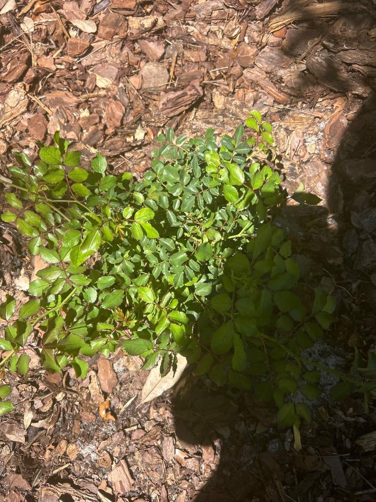 Sweet Drift® Rose Bush - Customer Photo From Carmen Gomez