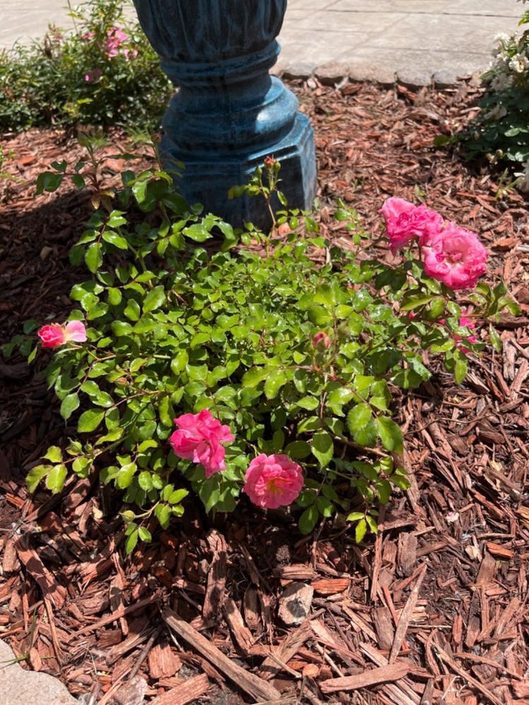 Sweet Drift® Rose Bush - Customer Photo From Karen Roby