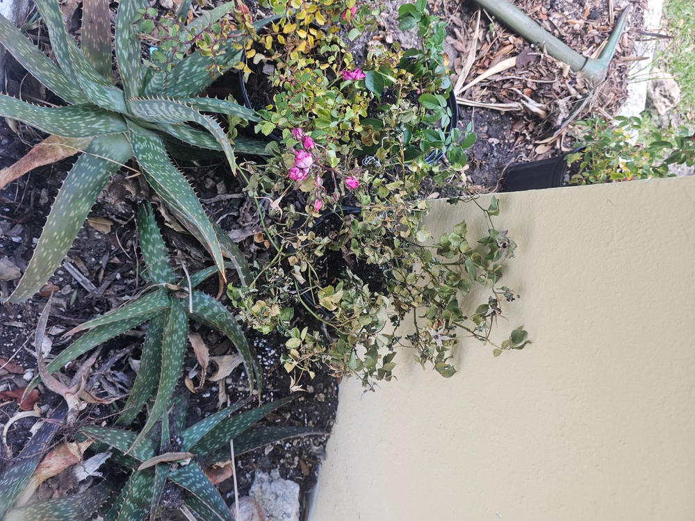 Coral Drift® Rose Bush - Customer Photo From JOHN HUDIK