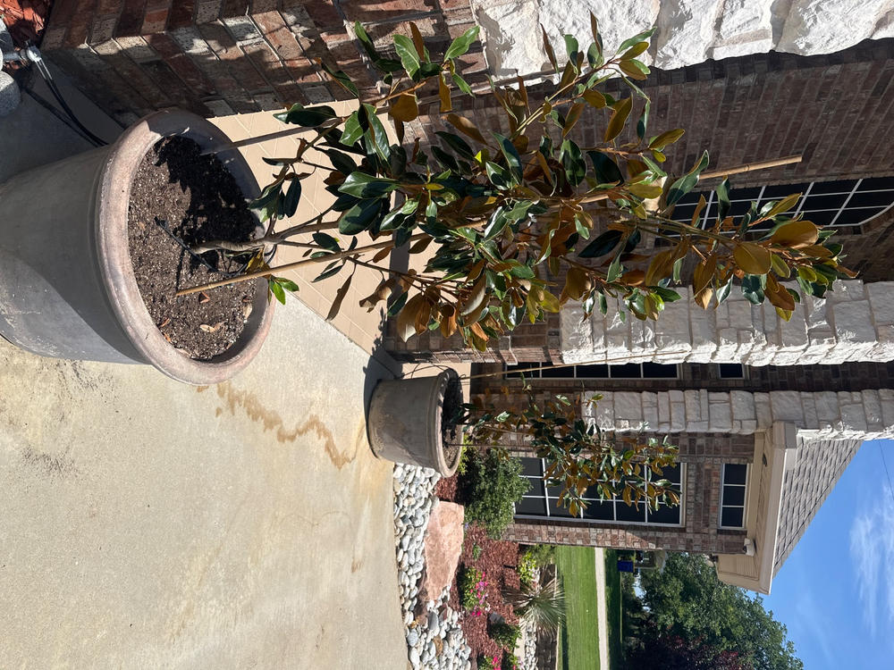 Little Gem Magnolia Tree - Customer Photo From Anonymous
