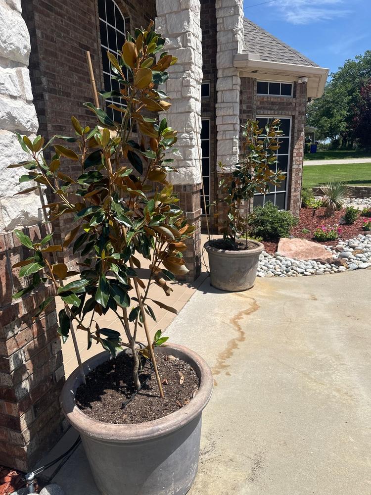 Little Gem Magnolia Tree - Customer Photo From Anonymous