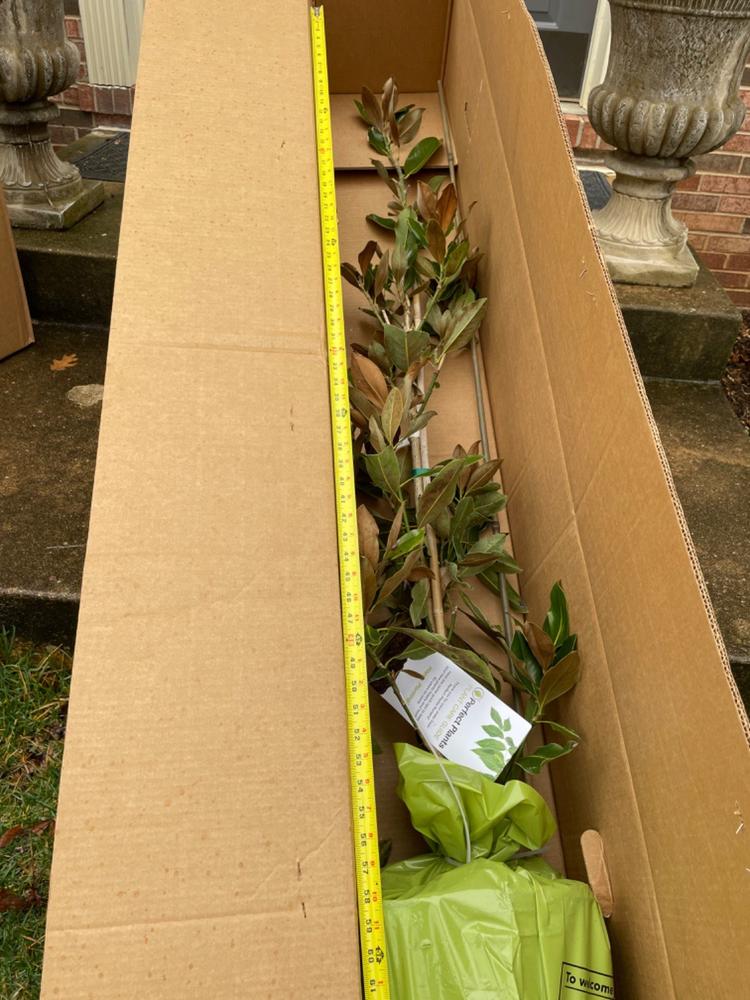 Little Gem Magnolia Tree - Customer Photo From Anonymous