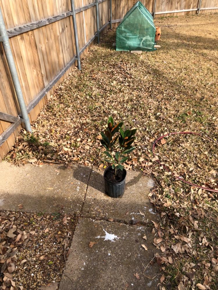 Little Gem Magnolia Tree - Customer Photo From Anonymous