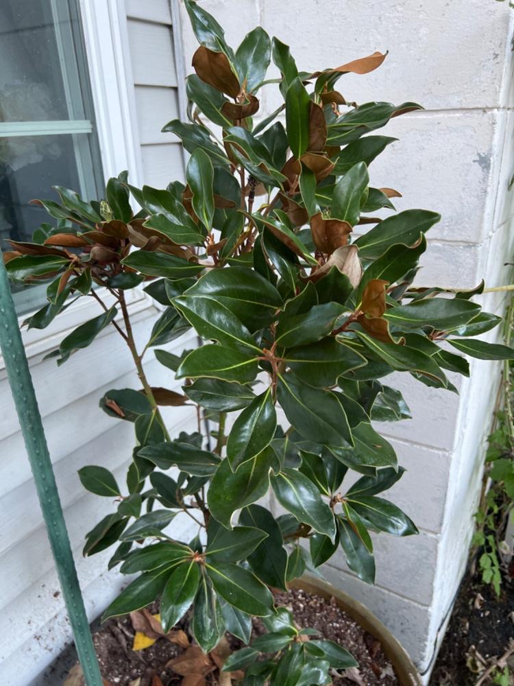 Little Gem Magnolia Tree - Customer Photo From Anonymous