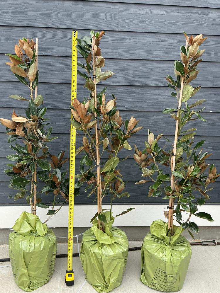 Little Gem Magnolia Tree - Customer Photo From Kasey H