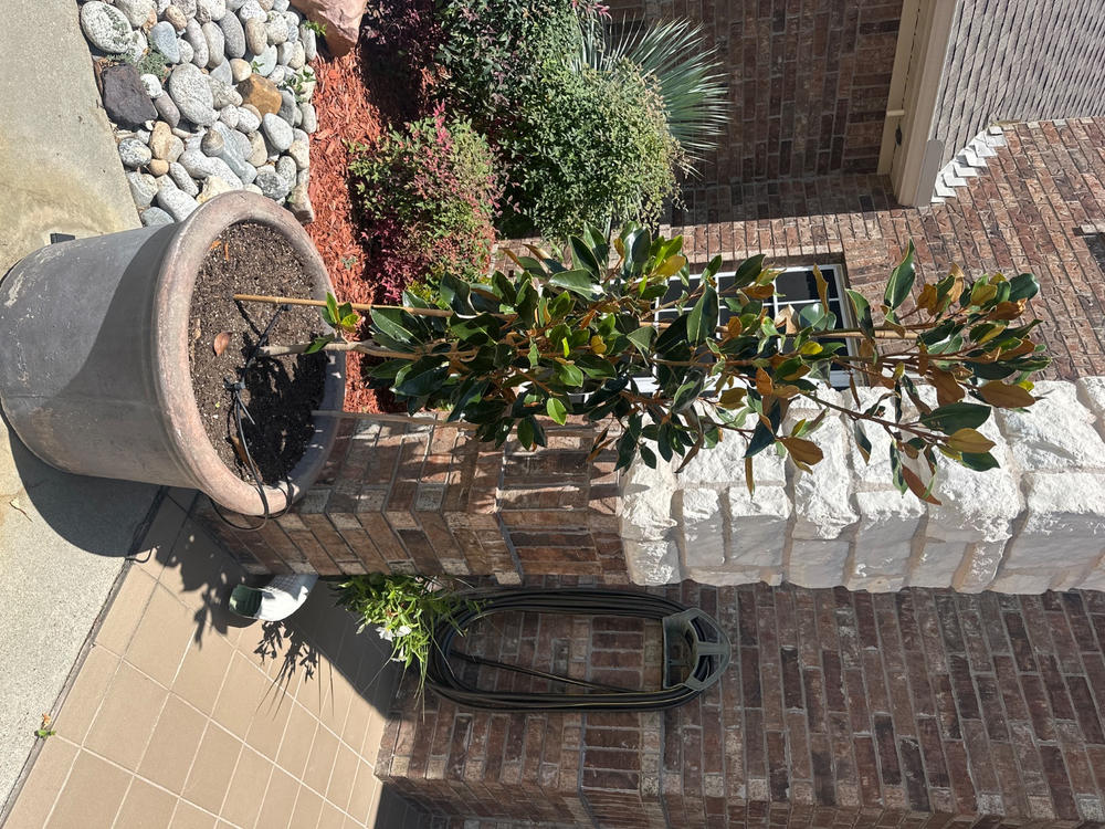 Little Gem Magnolia Tree - Customer Photo From Anonymous
