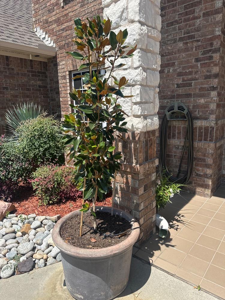Little Gem Magnolia Tree - Customer Photo From Anonymous