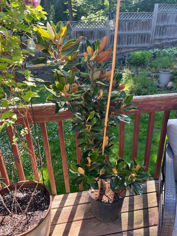 Little Gem Magnolia Tree - Customer Photo From Joel Neves