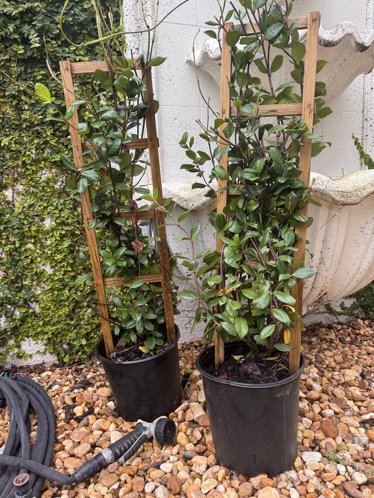 Star Jasmine - Customer Photo From LD