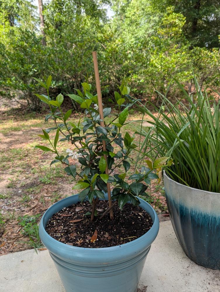 Star Jasmine Vine Shrub - Customer Photo From Anonymous