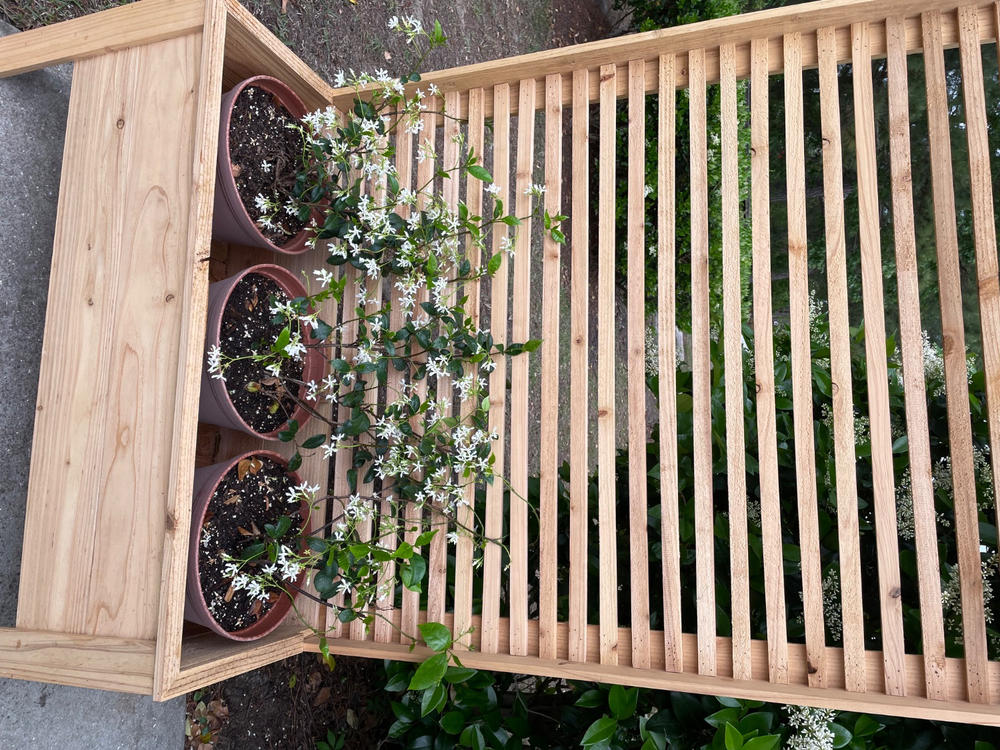 Star Jasmine - Customer Photo From Anonymous