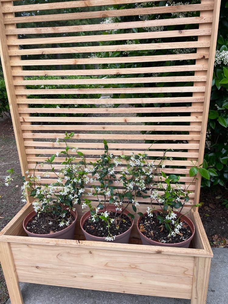 Star Jasmine - Customer Photo From Anonymous