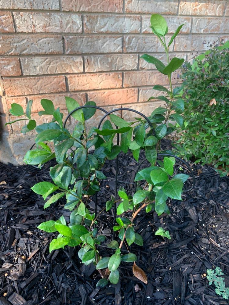 Star Jasmine Vine Shrub - Customer Photo From Anonymous