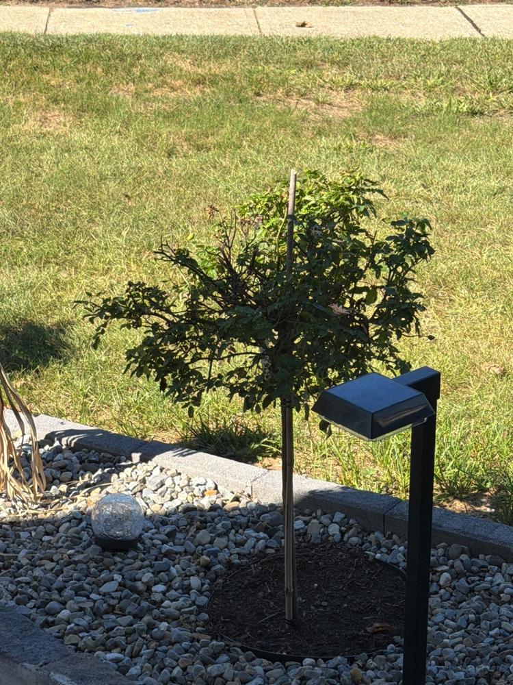 Peach Drift® Rose Tree - Customer Photo From ANTHONY Lena