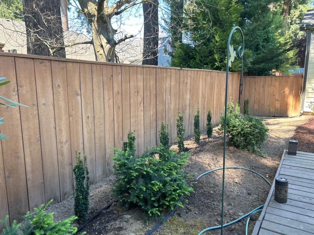 Sky Pencil Holly - Customer Photo From Will Pons