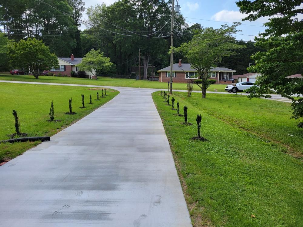 Sky Pencil Holly - Customer Photo From Albert Peckham