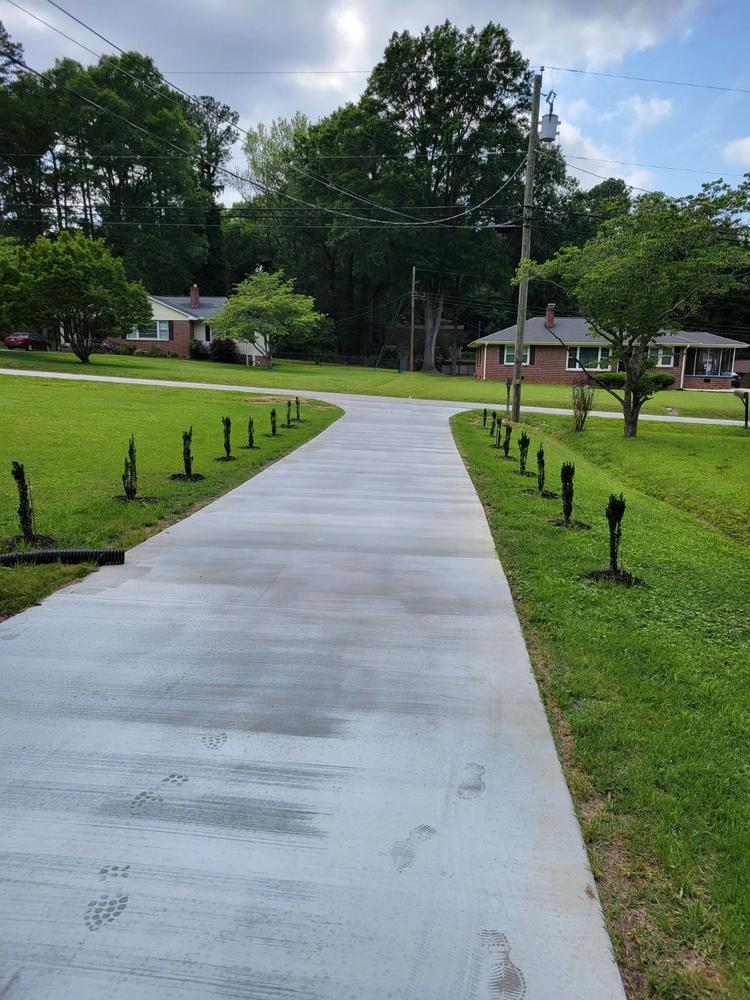 Sky Pencil Holly - Customer Photo From Albert Peckham