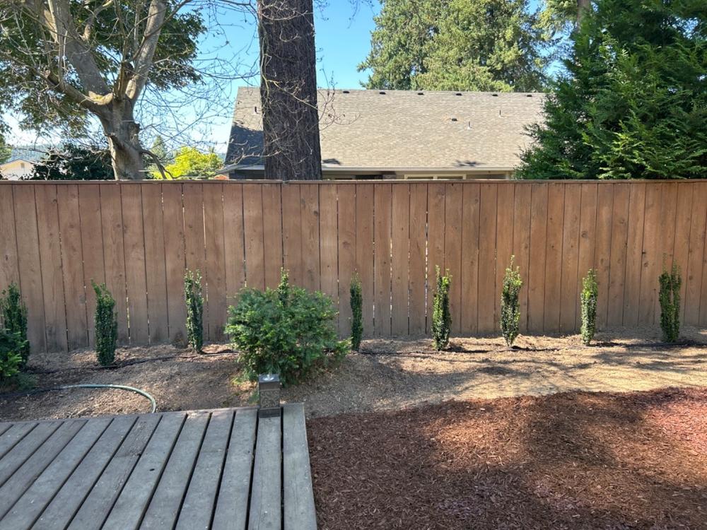 Sky Pencil Holly - Customer Photo From Will Pons