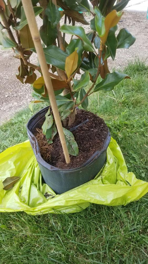 Bracken’s Brown Beauty Magnolia Tree - Customer Photo From Pete Tyson