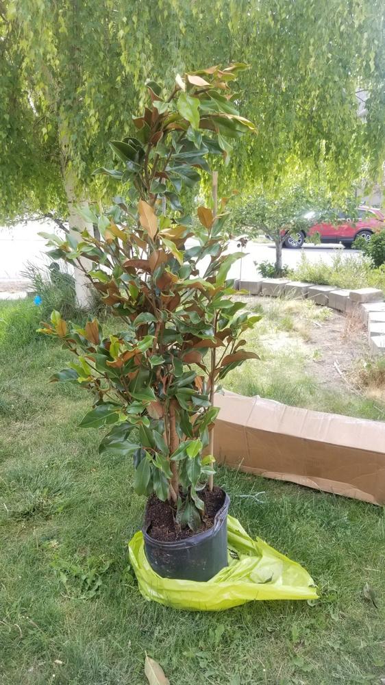 Bracken’s Brown Beauty Magnolia Tree - Customer Photo From Pete Tyson