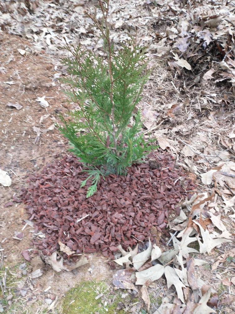 Thuja Green Giant Tree - Customer Photo From Anonymous