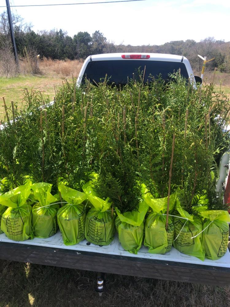 Thuja Green Giant Tree - Customer Photo From Ryan Connor