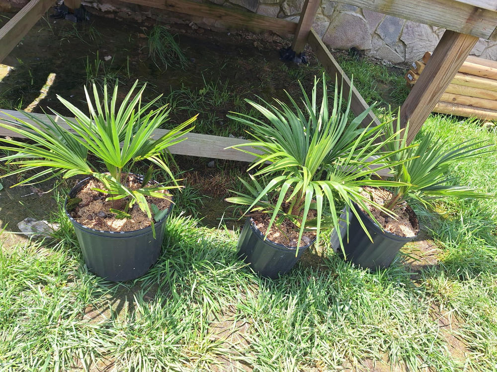 Windmill Palm Tree - Customer Photo From Anonymous