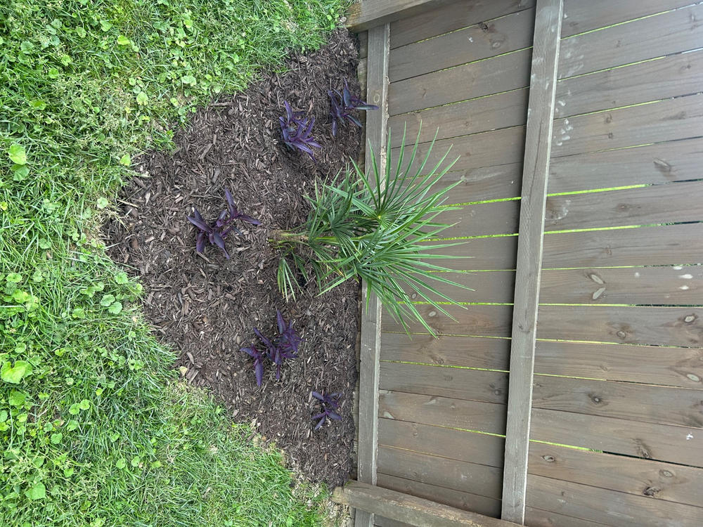 Windmill Palm Tree - Customer Photo From Jack Woolwine